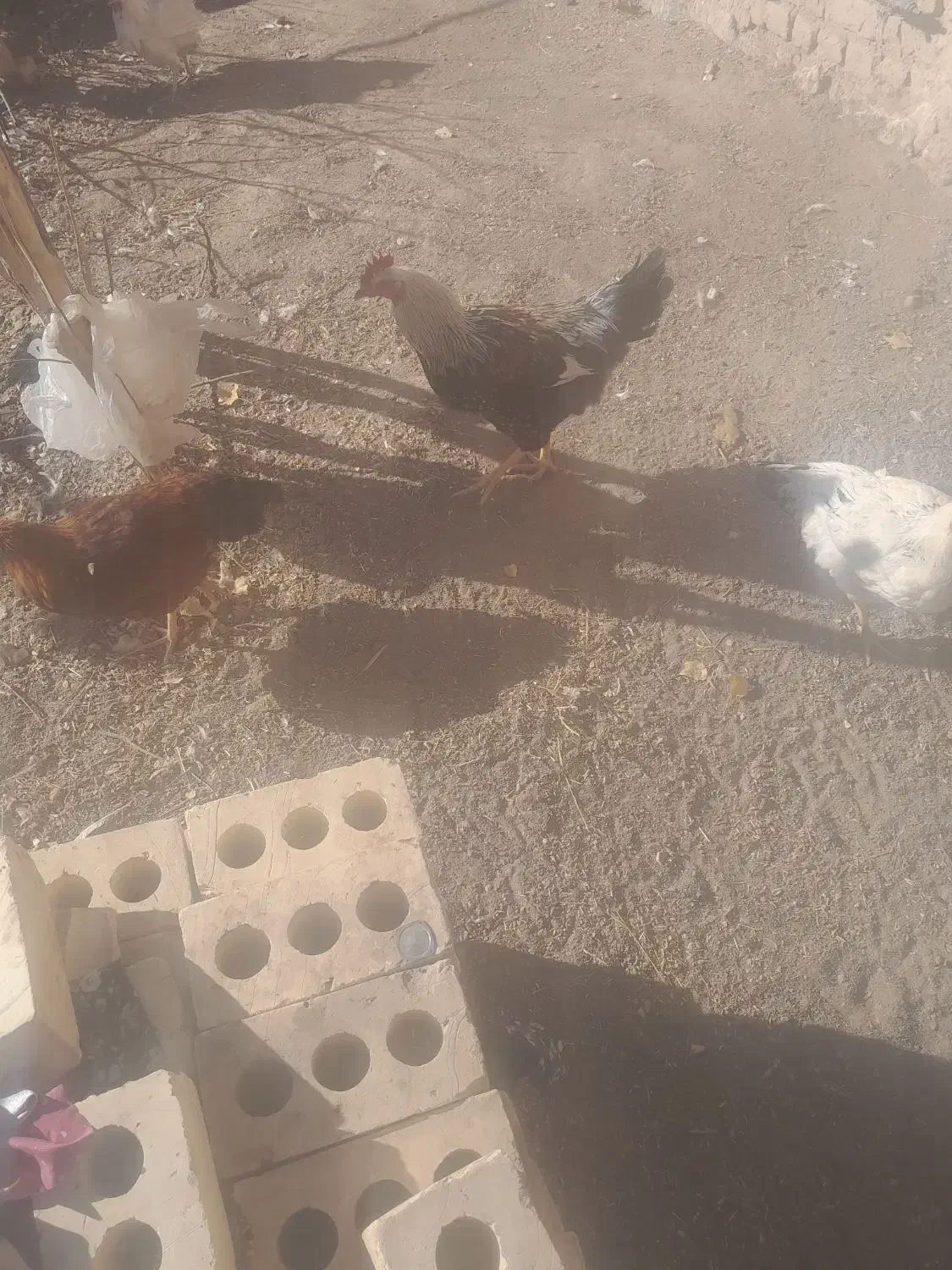 مرغ‌فروشی|حیوانات مزرعه|رضویه, |دیوار