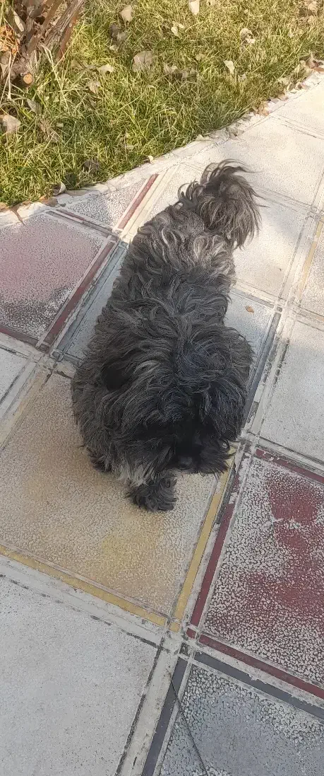 ۲عدد(سگ پاکوتاه)|سگ|کرج, کمالشهر|دیوار