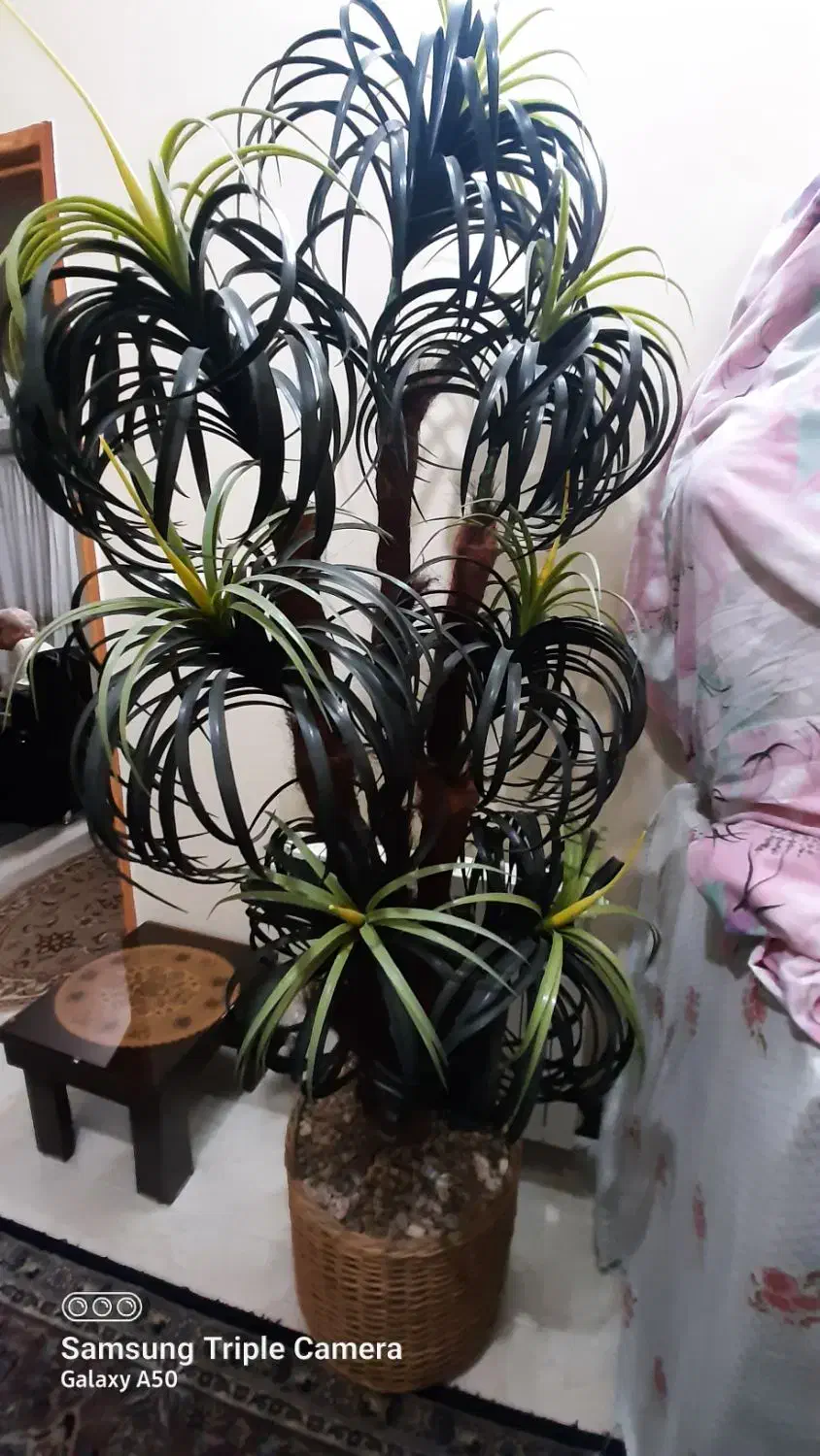 فروش نخل مصنوعی خارجی|گل مصنوعی|برخوار, |دیوار