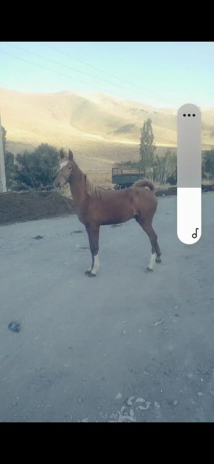 کره نریان کرد|اسب و تجهیزات اسبسواری|قروه, |دیوار