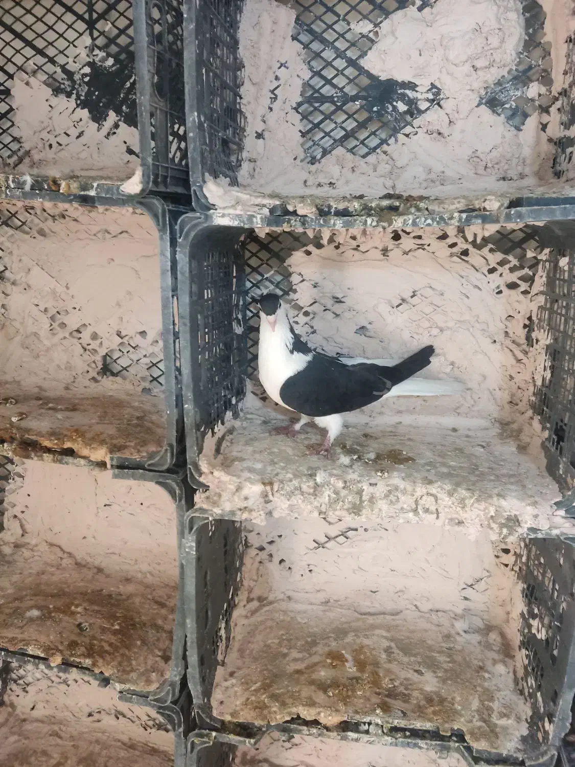 طوقی|پرنده|قم, سعادتی|دیوار