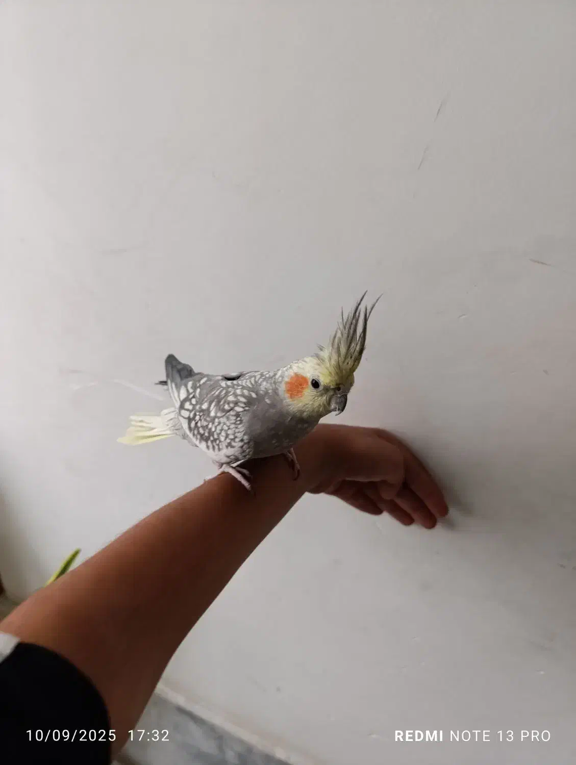 دو عروس هلندی دستی|پرنده|قدس, شهرقدس|دیوار