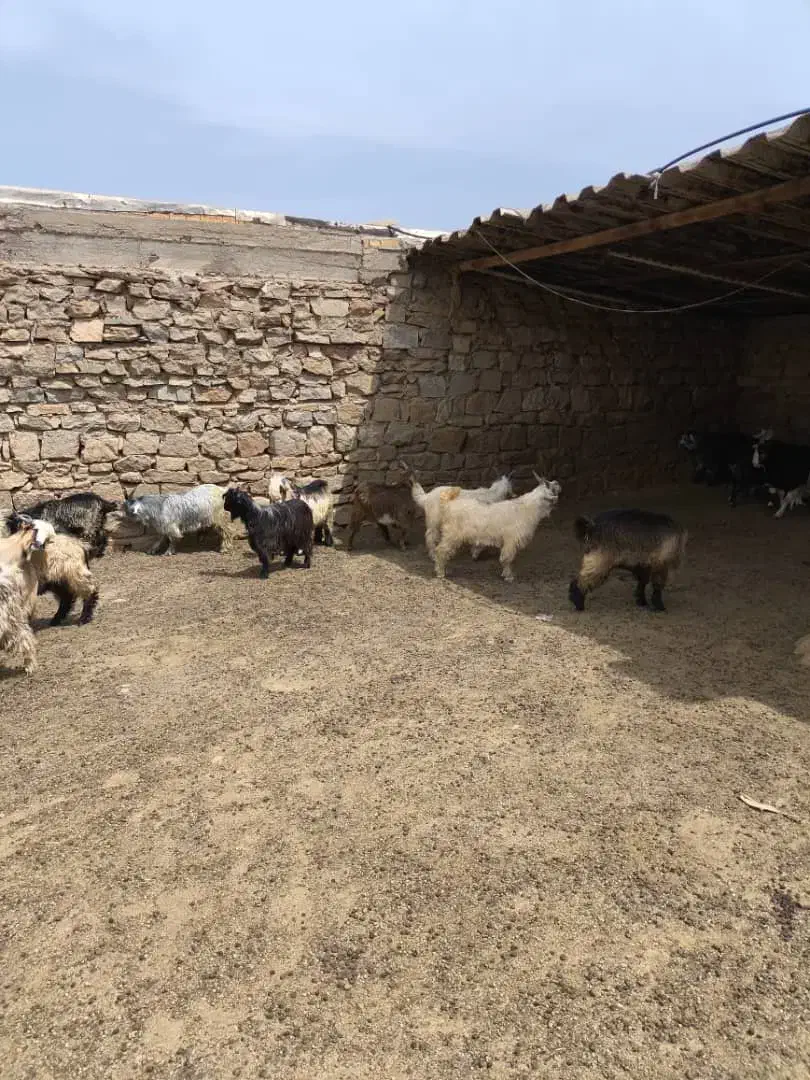 گوشت بیگ|حیوانات مزرعه|مسجد سلیمان, |دیوار