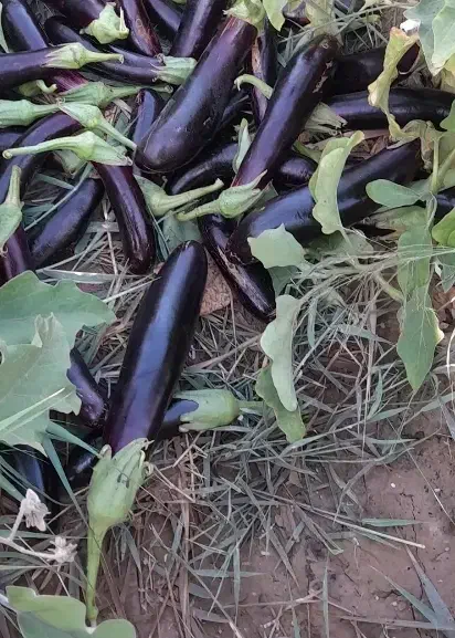 بادمجان گرمسار|عمده‌فروشی|گرمسار, |دیوار