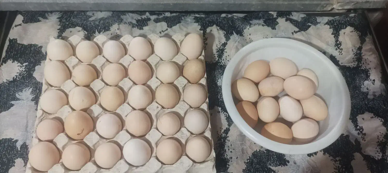 تخم مرغ نطفه دار تازه|حیوانات مزرعه|خوی, |دیوار