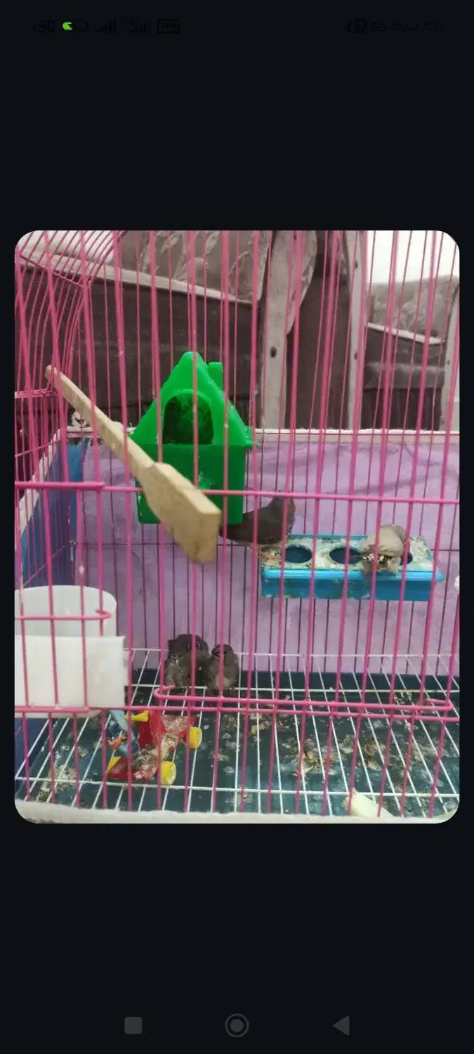 جوجه فنج|پرنده|اشنویه, |دیوار