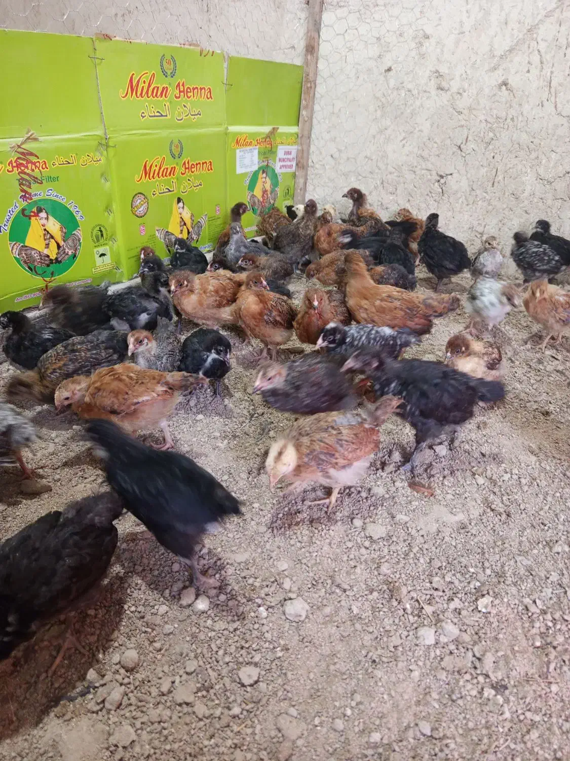 جوجه مرغ شهری|حیوانات مزرعه|قشم, |دیوار