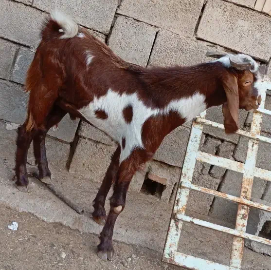 گوسفند ماده وبز نر|حیوانات مزرعه|چمران, |دیوار