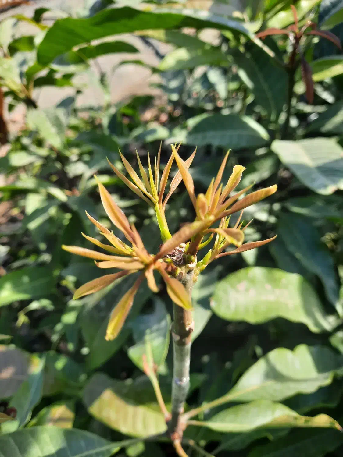 نهال انبه اصلاح شده|خدمات باغبانی و درختکاری|کهنوج, |دیوار