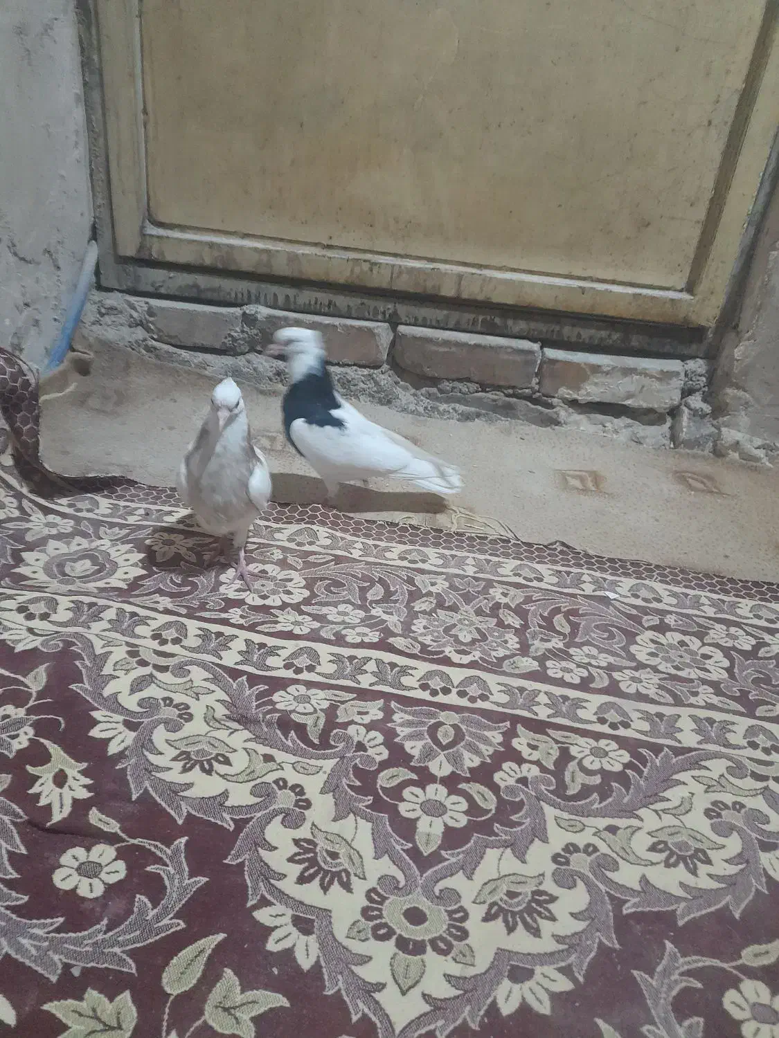 کبوتر|پرنده|سرایان, |دیوار