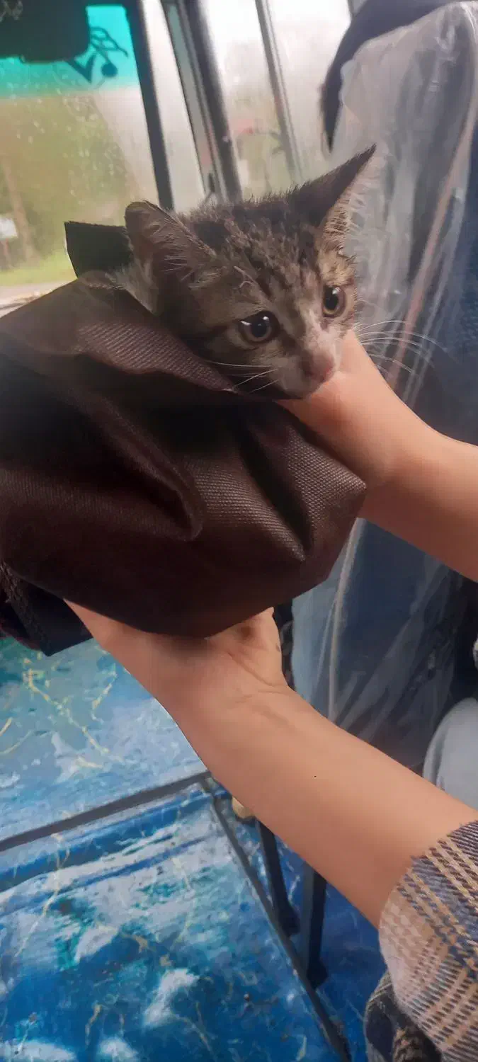 واگذاری بچه گربه نر|گربه|رشت, خمیران زاهدان|دیوار