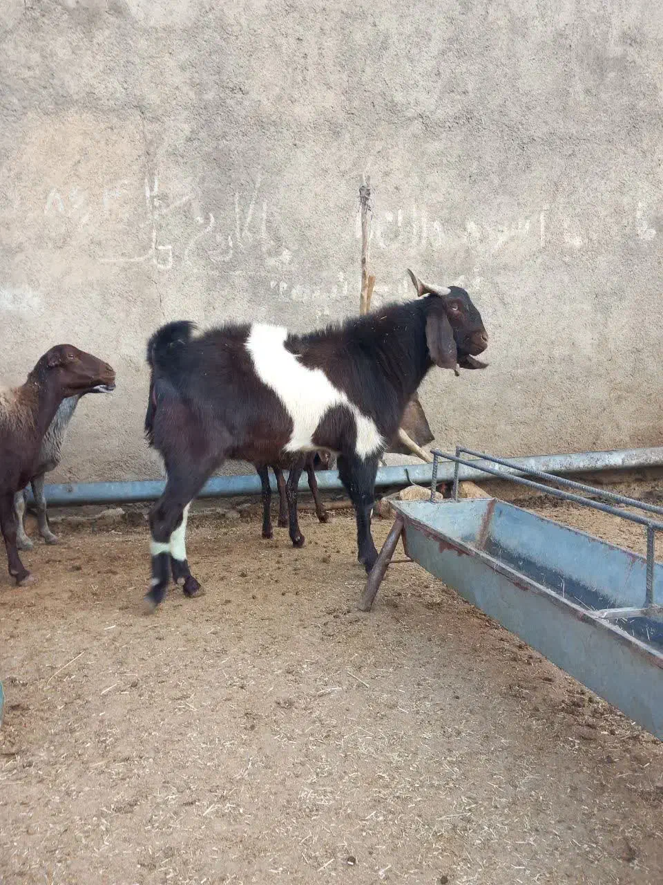 نر بز نجدی|حیوانات مزرعه|الشتر, |دیوار