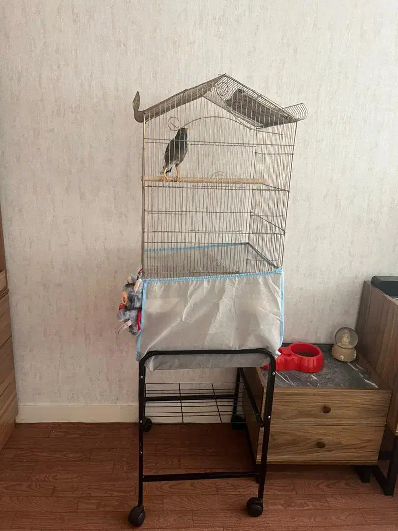 مینا بسار پر حرف و سالم باهوش هدف مند صحبت میکنه|پرنده|تهران, جیحون|دیوار