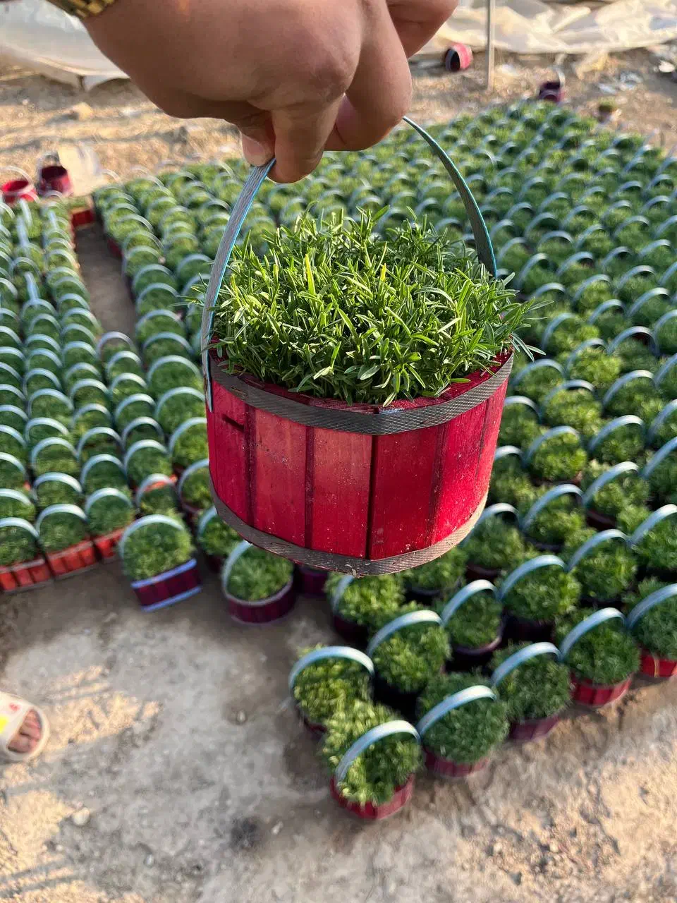 سبزه عید|گل و گیاه طبیعی|پاکدشت, پاکدشت (مامازند)|دیوار