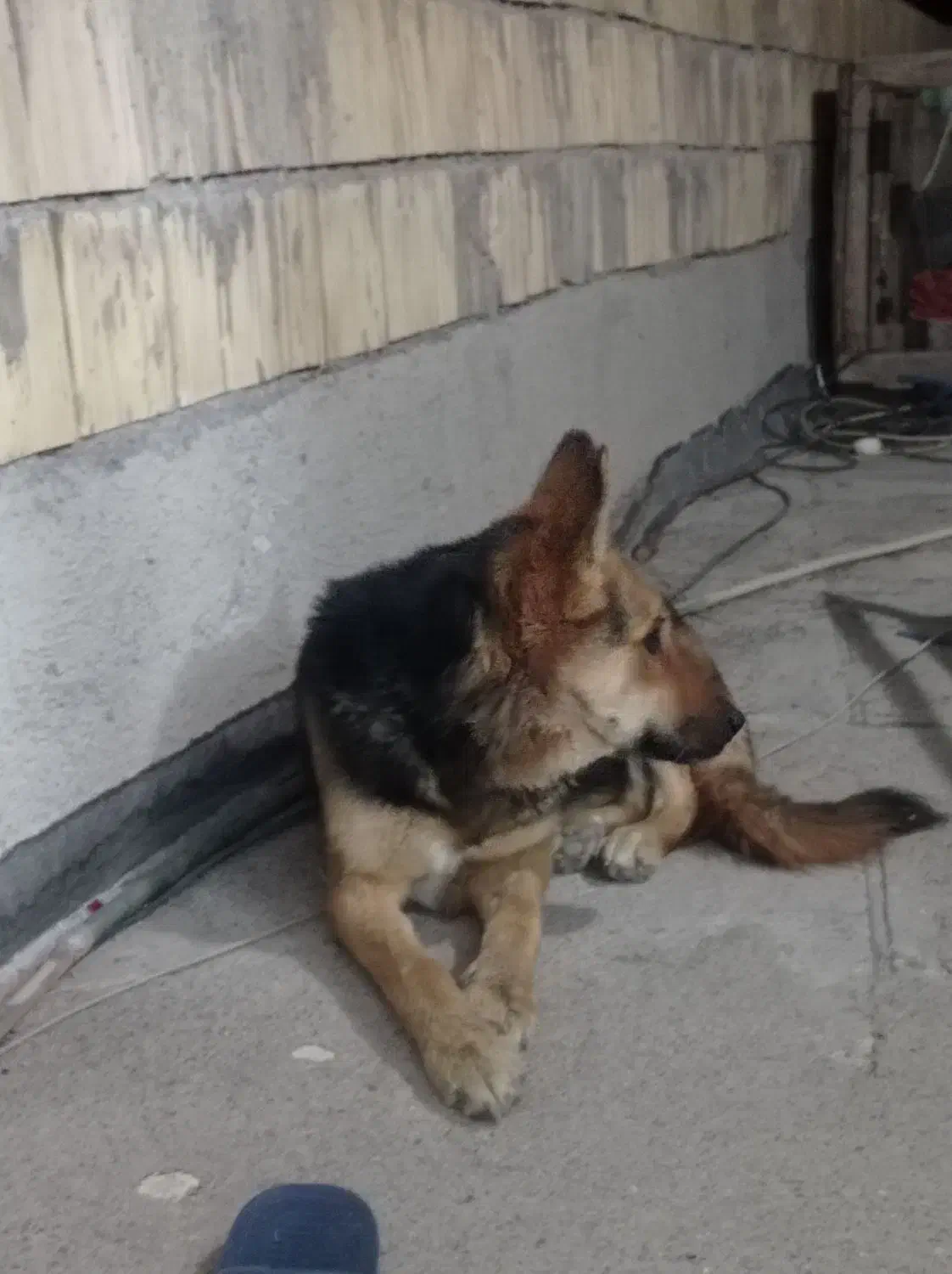 سگ ژرمن شپرد|سگ|سراب, |دیوار