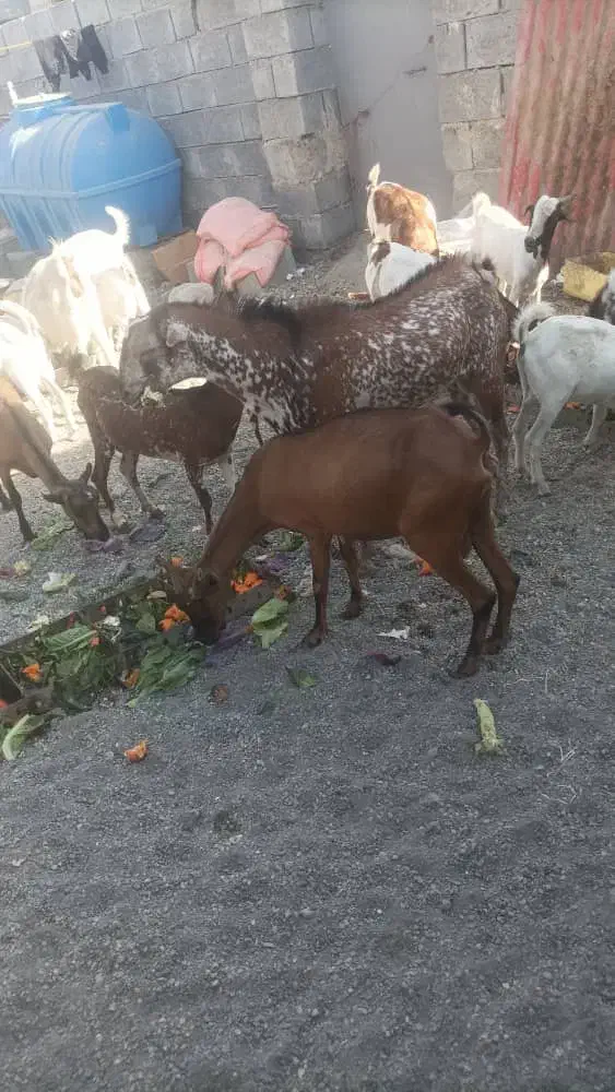 گوسفند|حیوانات مزرعه|بند زرک, |دیوار