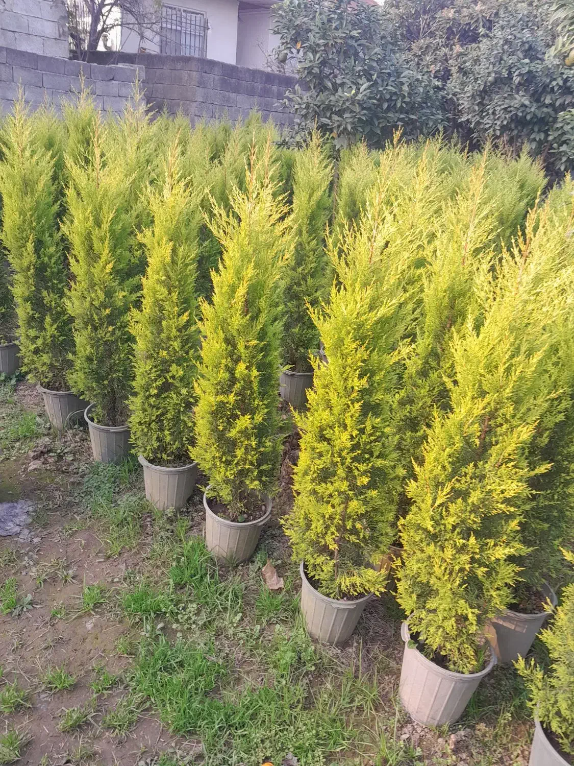 کاج لاوسون،سرو طلایی|گل و گیاه طبیعی|کومله, |دیوار