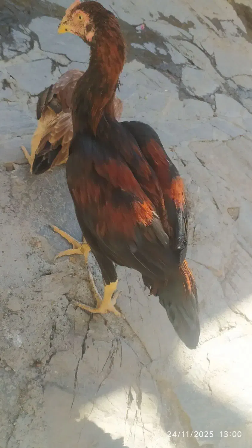 جوجه لاری|حیوانات مزرعه|مریوان, |دیوار