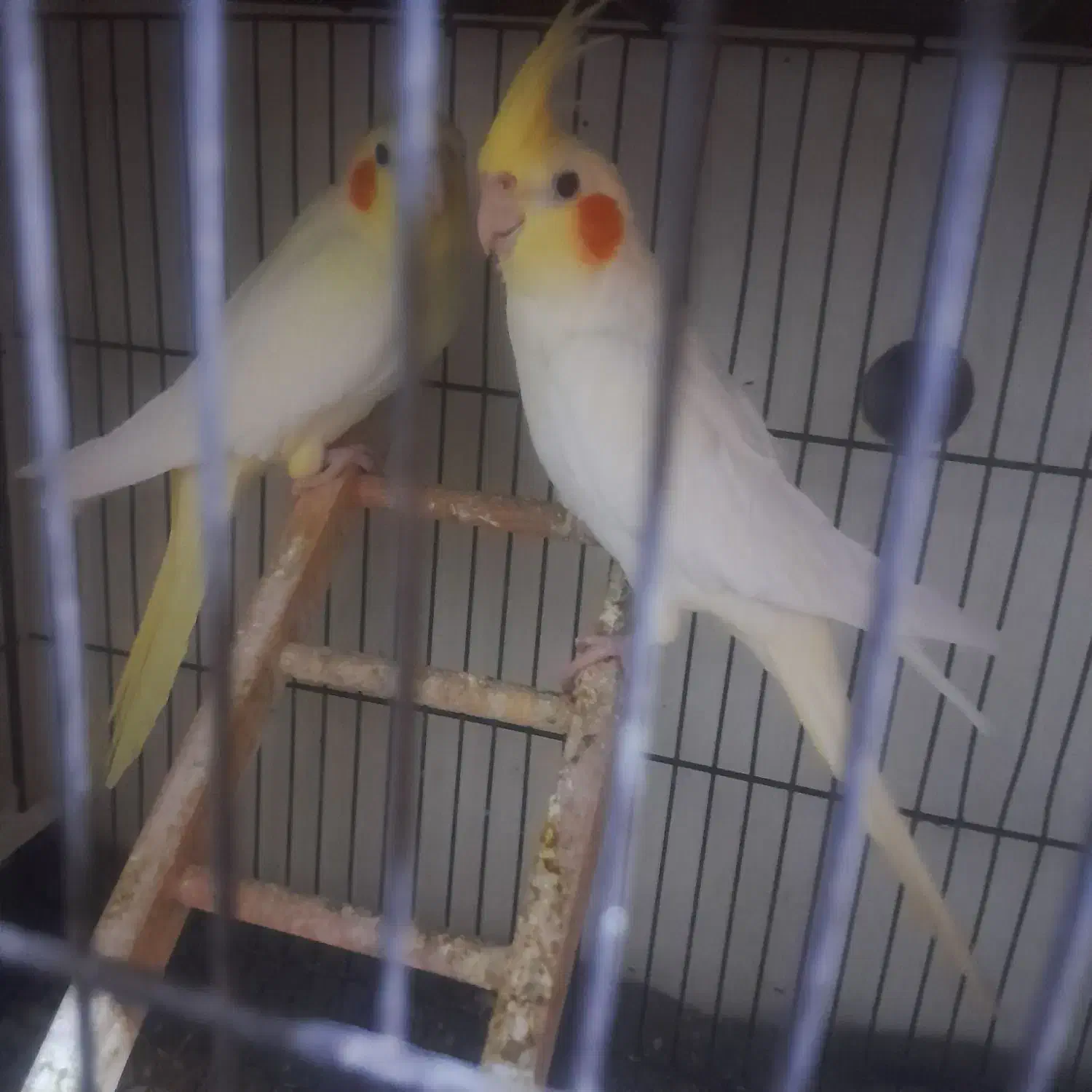 عروس هلندی ماده|پرنده|دزفول, |دیوار