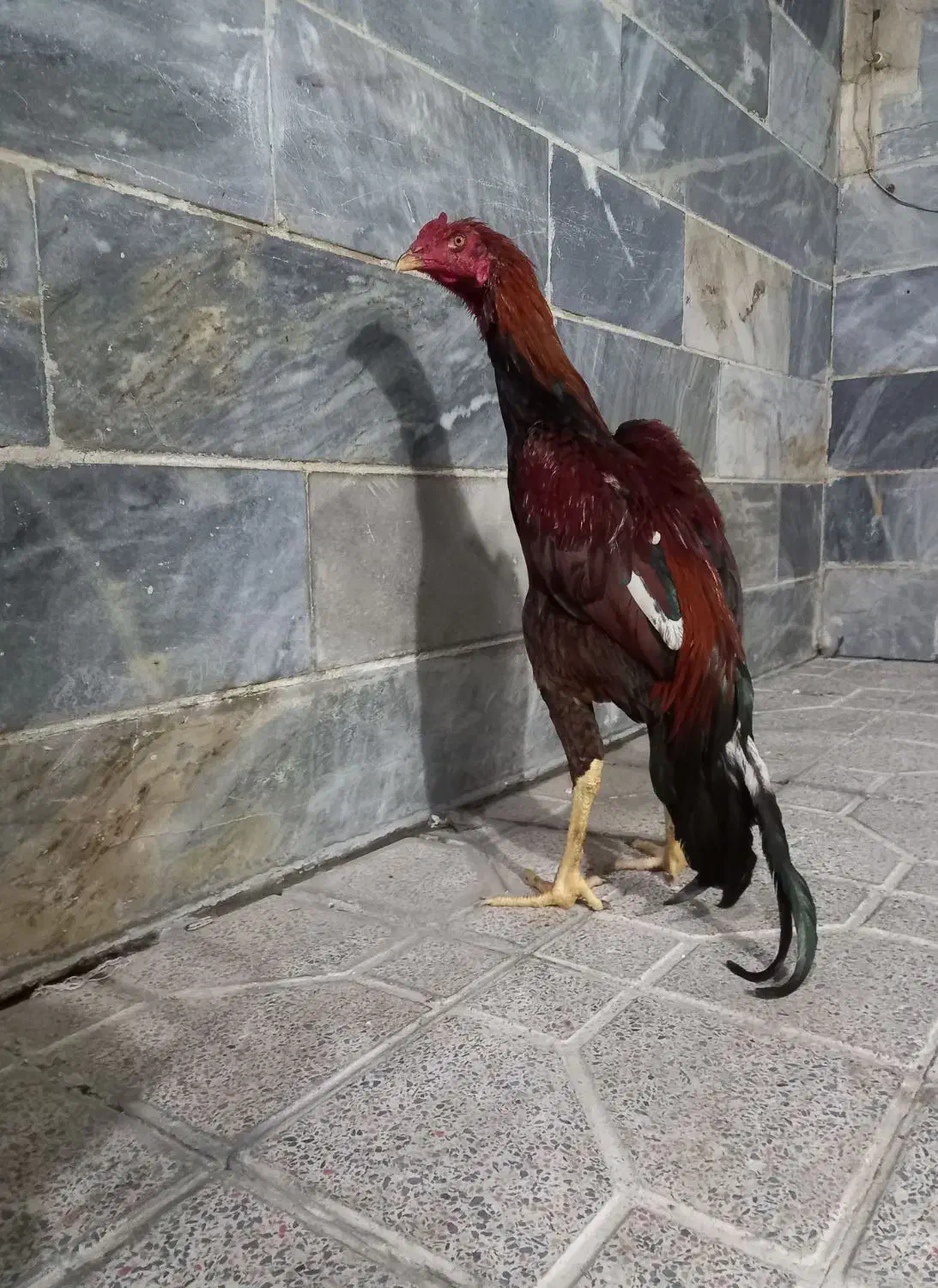 خروس لاری|حیوانات مزرعه|بهارستان, |دیوار