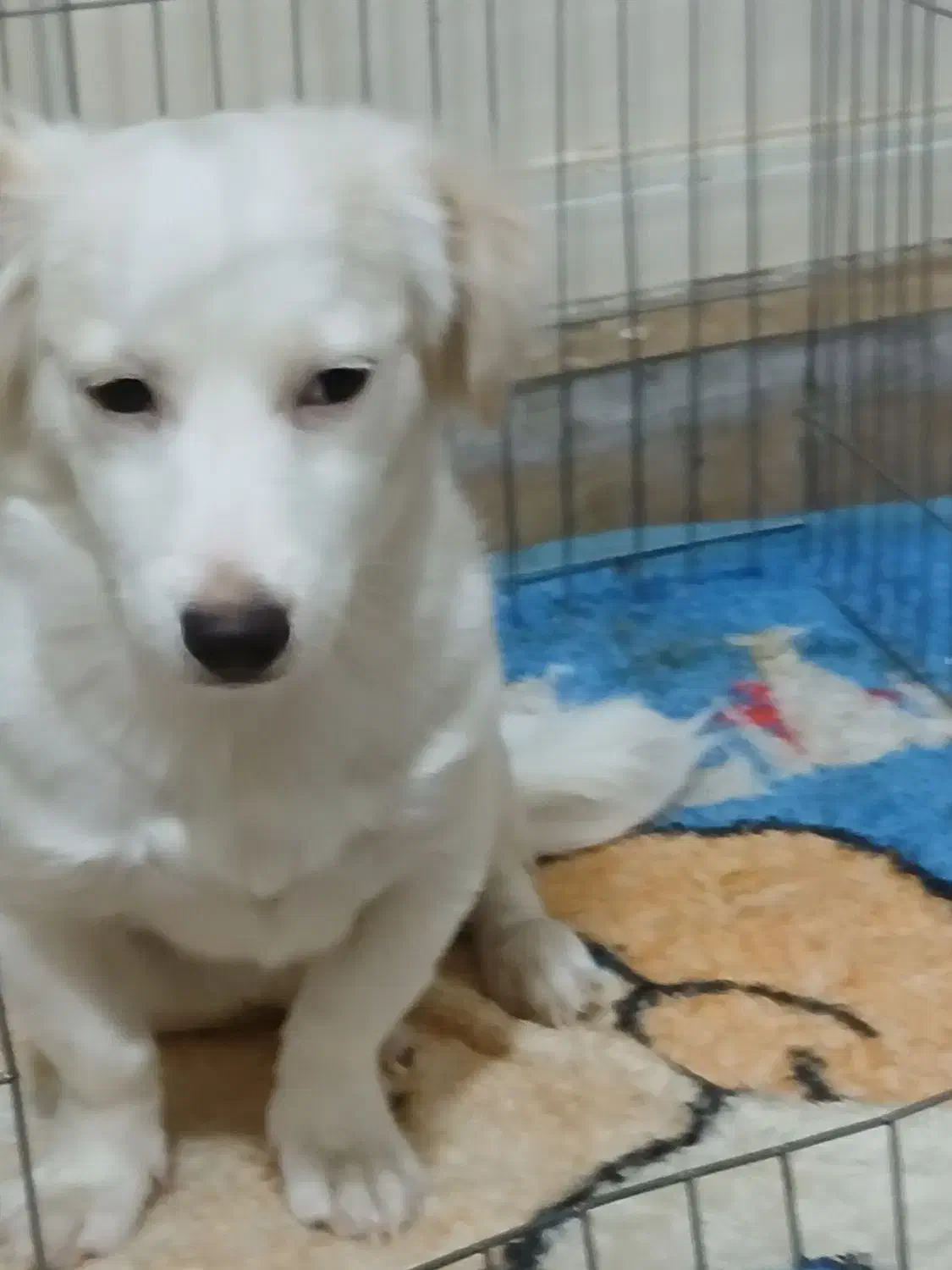 سگ نژاد پامر اشپیتز|سگ|شیراز, شهرک مخابرات|دیوار