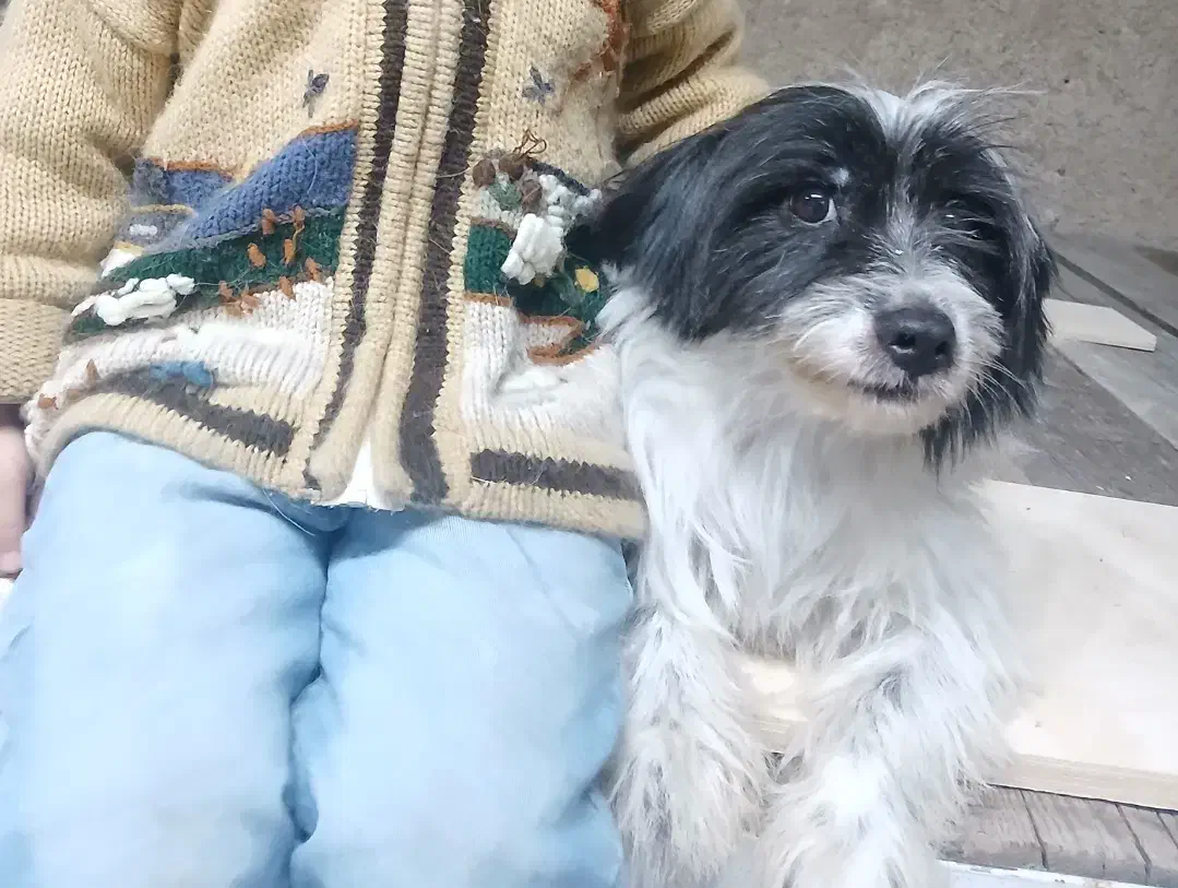 سگ شیتزو تریر شناسنامه دار|سگ|شیراز, انجیره|دیوار