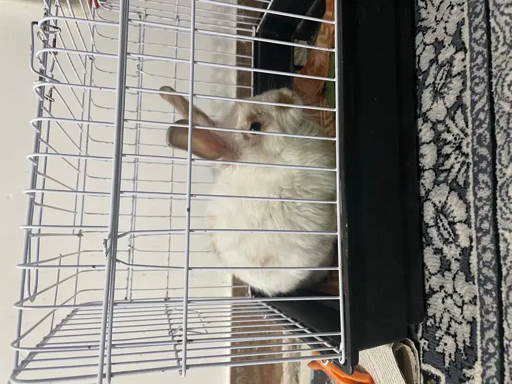 خرگوش لوپ نر|موش و خرگوش|مشهد, منزل آباد|دیوار