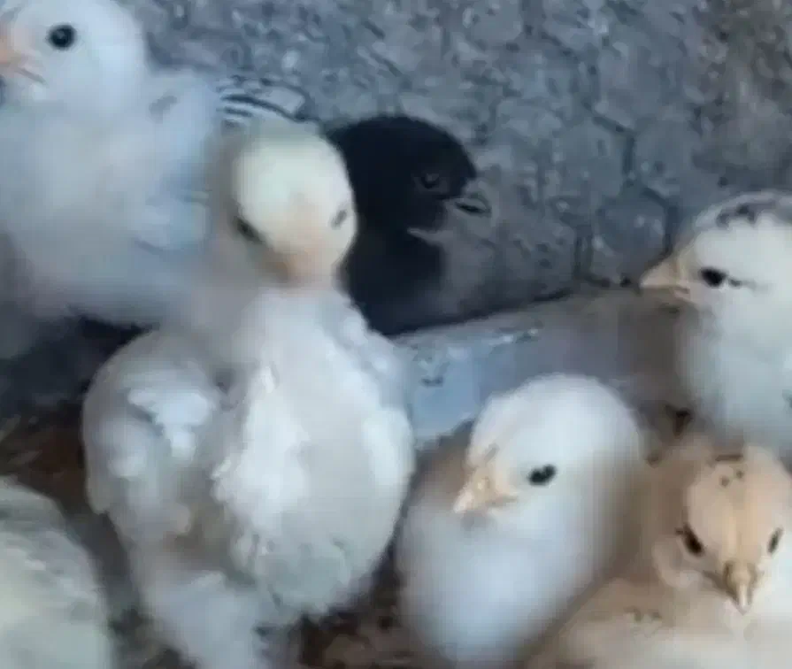 تخم مرغ برهما .جوجه برهما. لایت  از بهترین مولدها|حیوانات مزرعه|لنجان, |دیوار