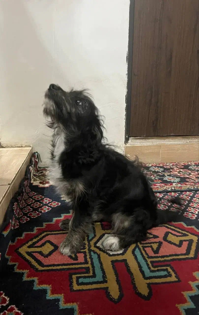 توله سگ|سگ|کرمان, |دیوار