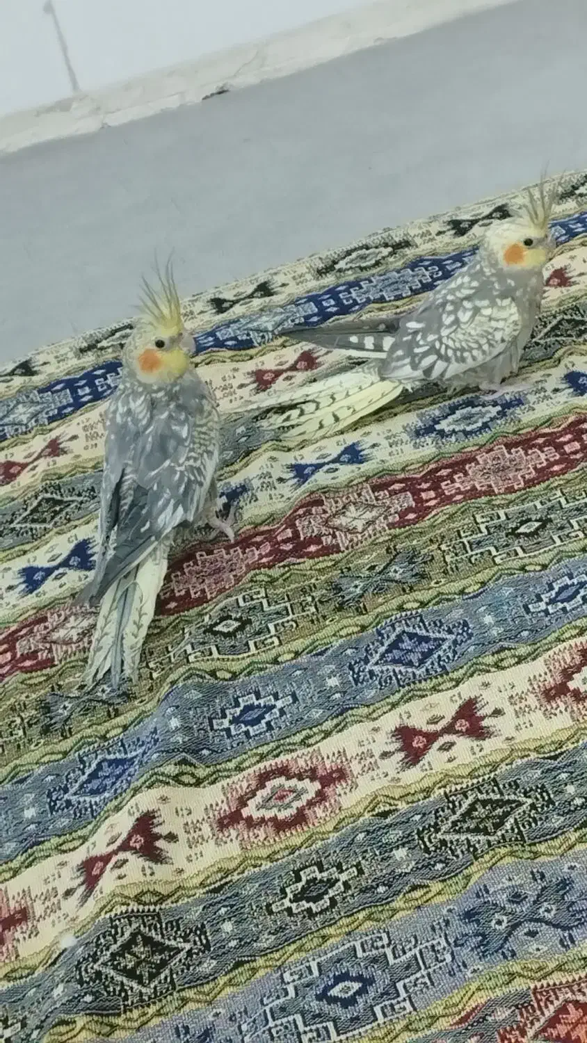 یه جفت عروس هلندی مولد با جفت جوجه هاشون|پرنده|بافق, |دیوار