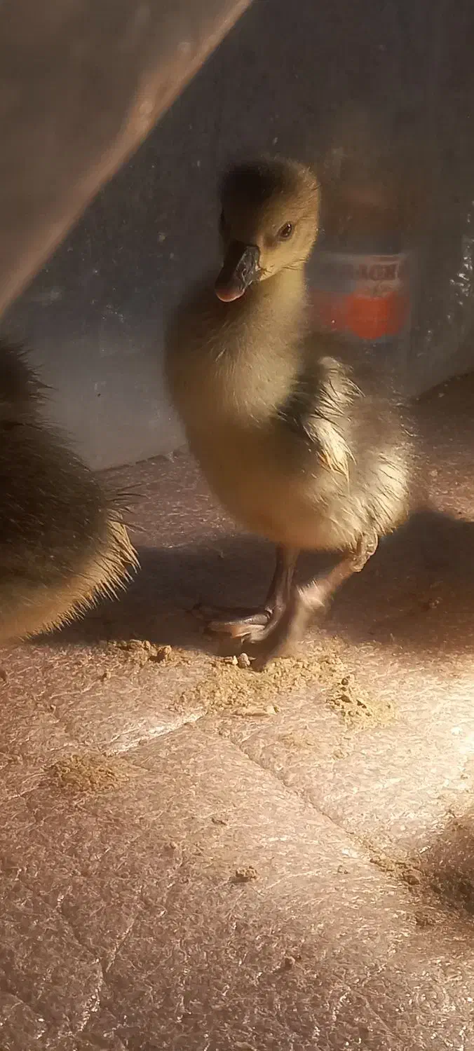 ۱۱عدد جوجه غاز دورگه|حیوانات مزرعه|مریوان, |دیوار