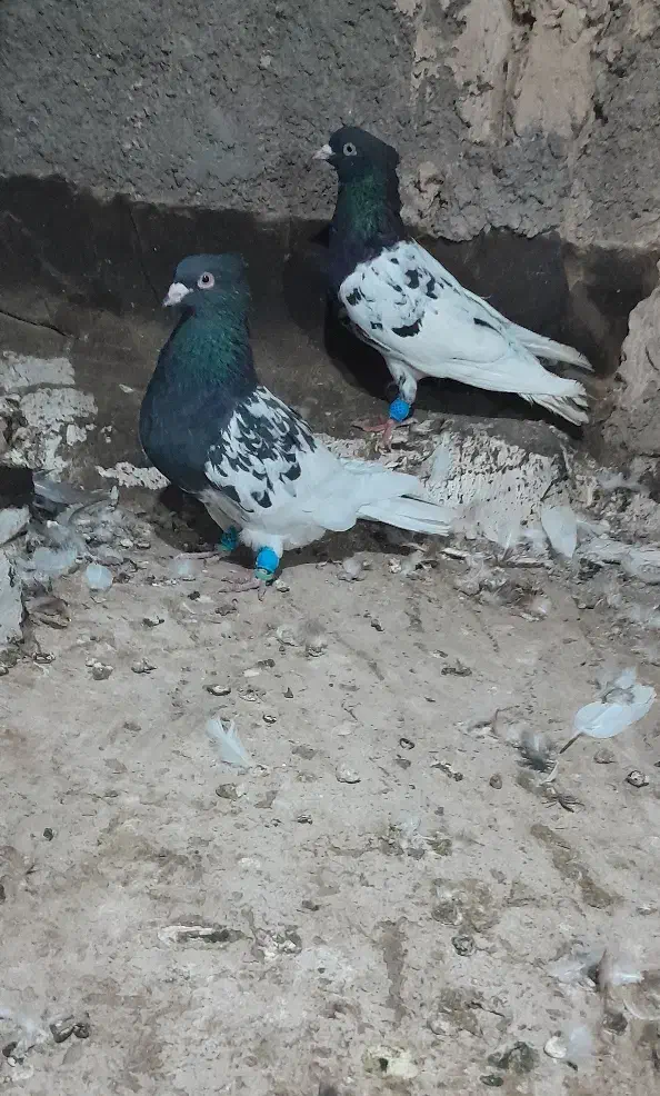 کبوترکله سیاه|پرنده|تربت جام, کلالی|دیوار