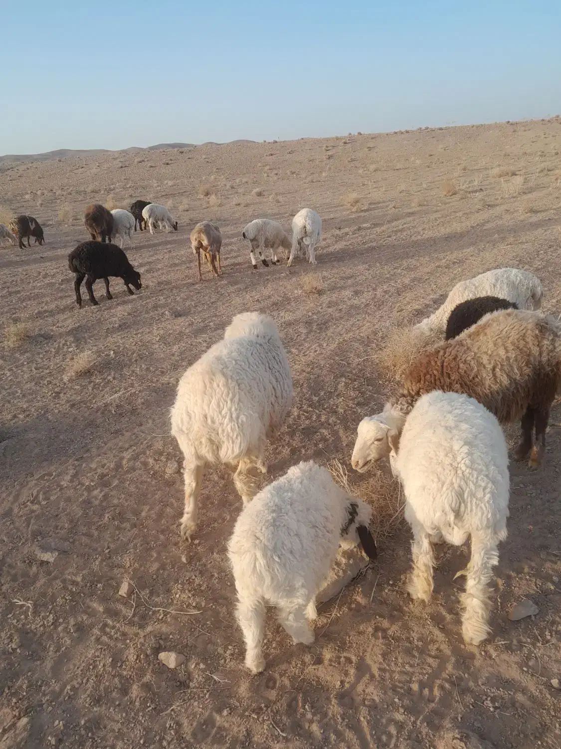 گوسفند|حیوانات مزرعه|سربیشه, |دیوار