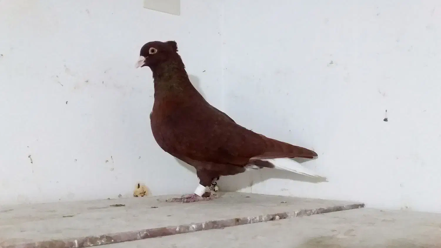 جفت سرخ دم سفید|پرنده|برازجان, |دیوار