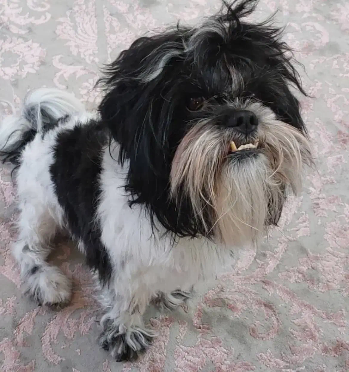 سگ گمشده در زرند|حیوانات|زرند, |دیوار