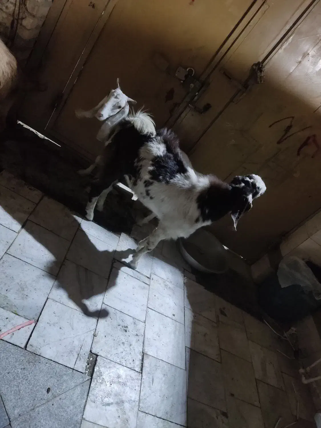 گوسفند|حیوانات مزرعه|سراوان, |دیوار