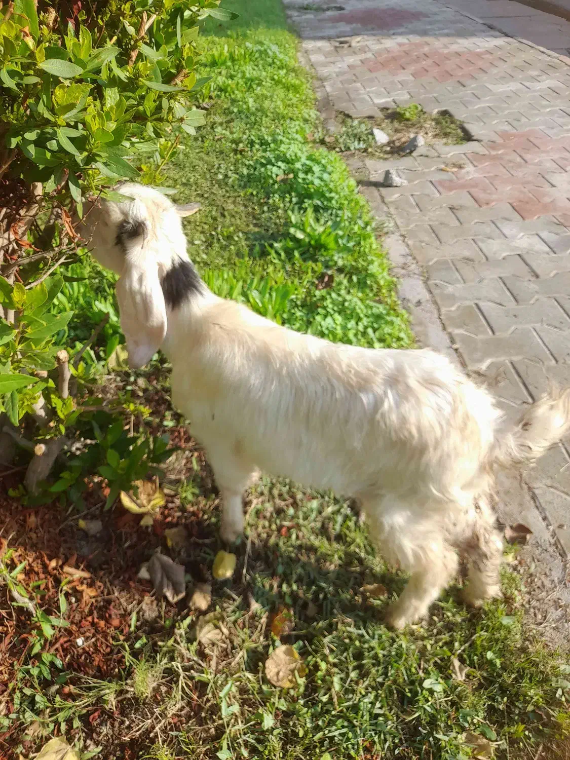 فروش بزغاله درشوش|حیوانات مزرعه|شوش, |دیوار