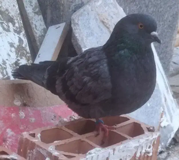 کبوتر|پرنده|سرخنکلاته, |دیوار