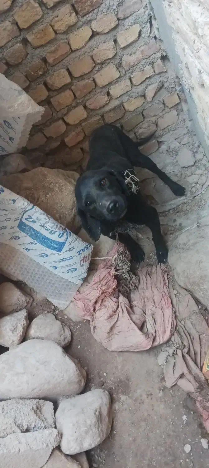 سگ شکاری|سگ|آشخانه, |دیوار