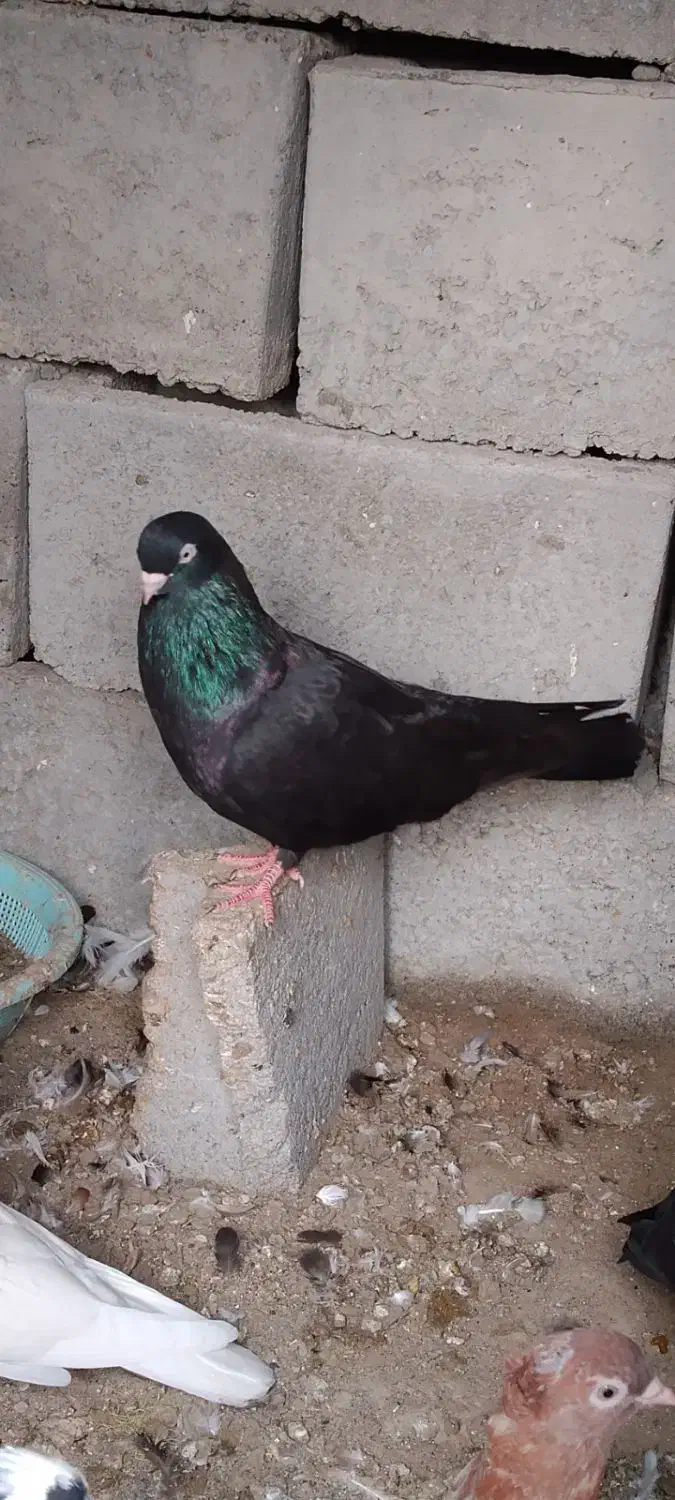 کفتر یا کبوتر زاغ|پرنده|میناب, |دیوار