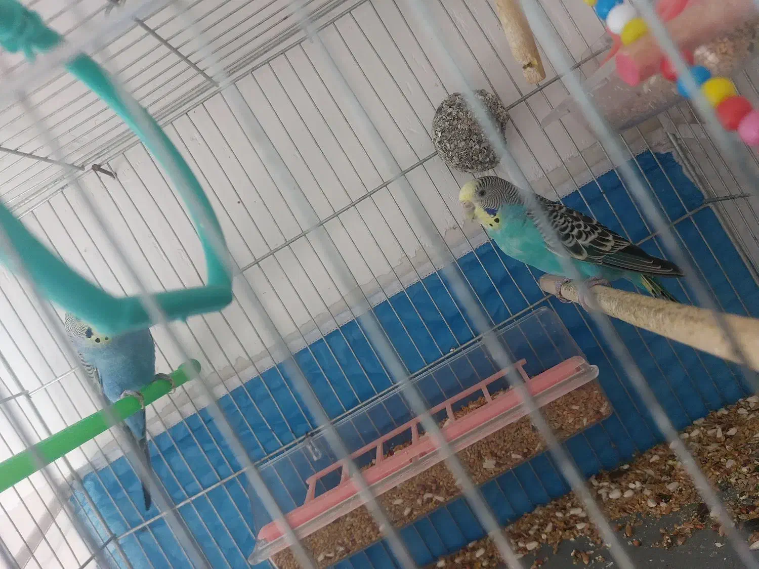 قفس و مرغ عشق جفت تضمینی|لوازم جانبی حیوانات|خوی, |دیوار