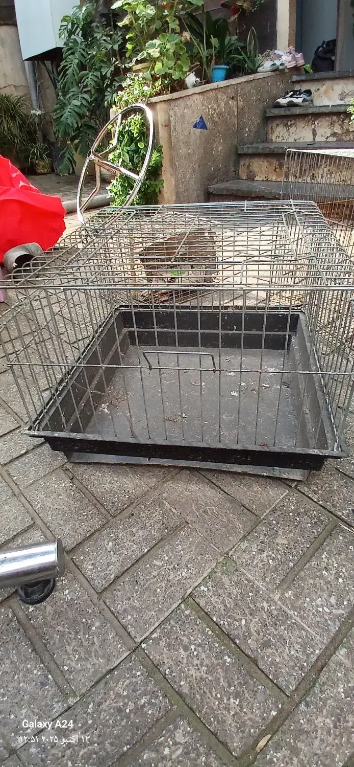 قفس جوجه مرغ عشق خرگوش مینا|لوازم جانبی حیوانات|رشت, اسماعیل آباد|دیوار