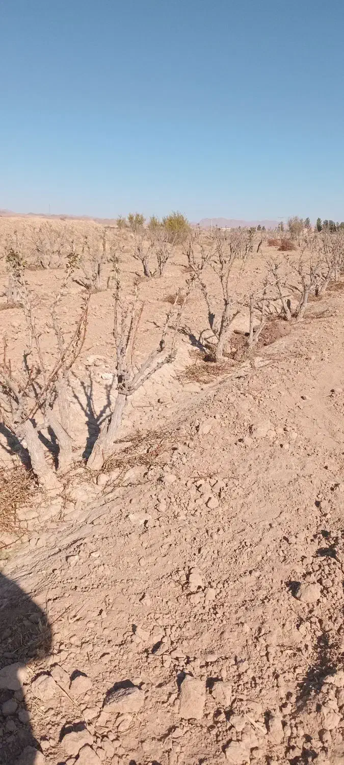 اصلاح درخت زرشک|خدمات باغبانی و درختکاری|قائن, |دیوار