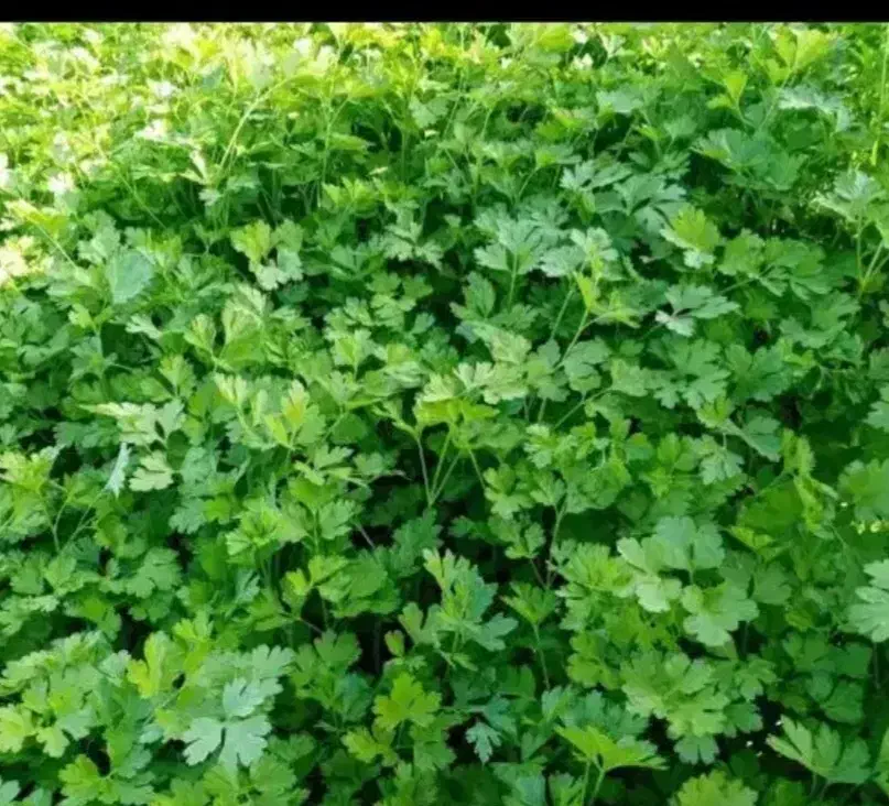 سبزی تازه خورشی،پلویی کیلویی ۳۵|خوردنی و آشامیدنی|سرخنکلاته, |دیوار