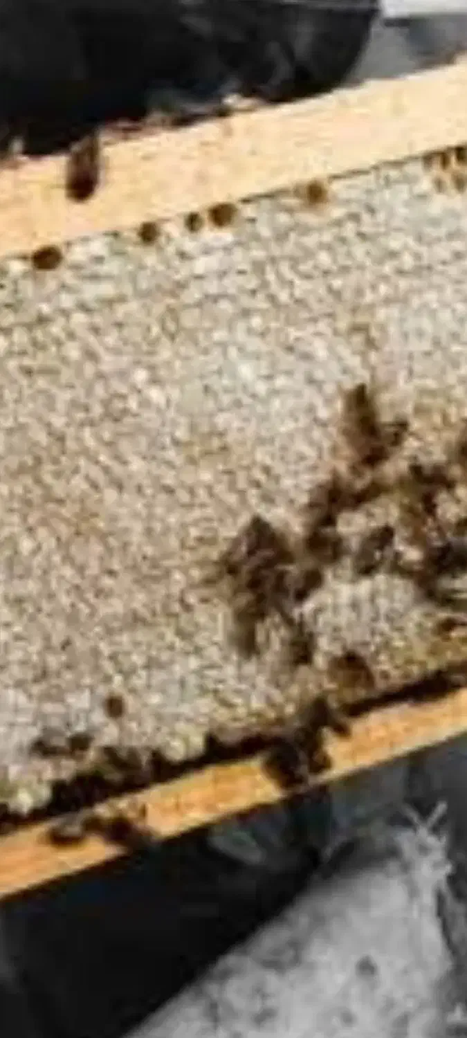 عسل طبیعی|خوردنی و آشامیدنی|سلطانیه, |دیوار