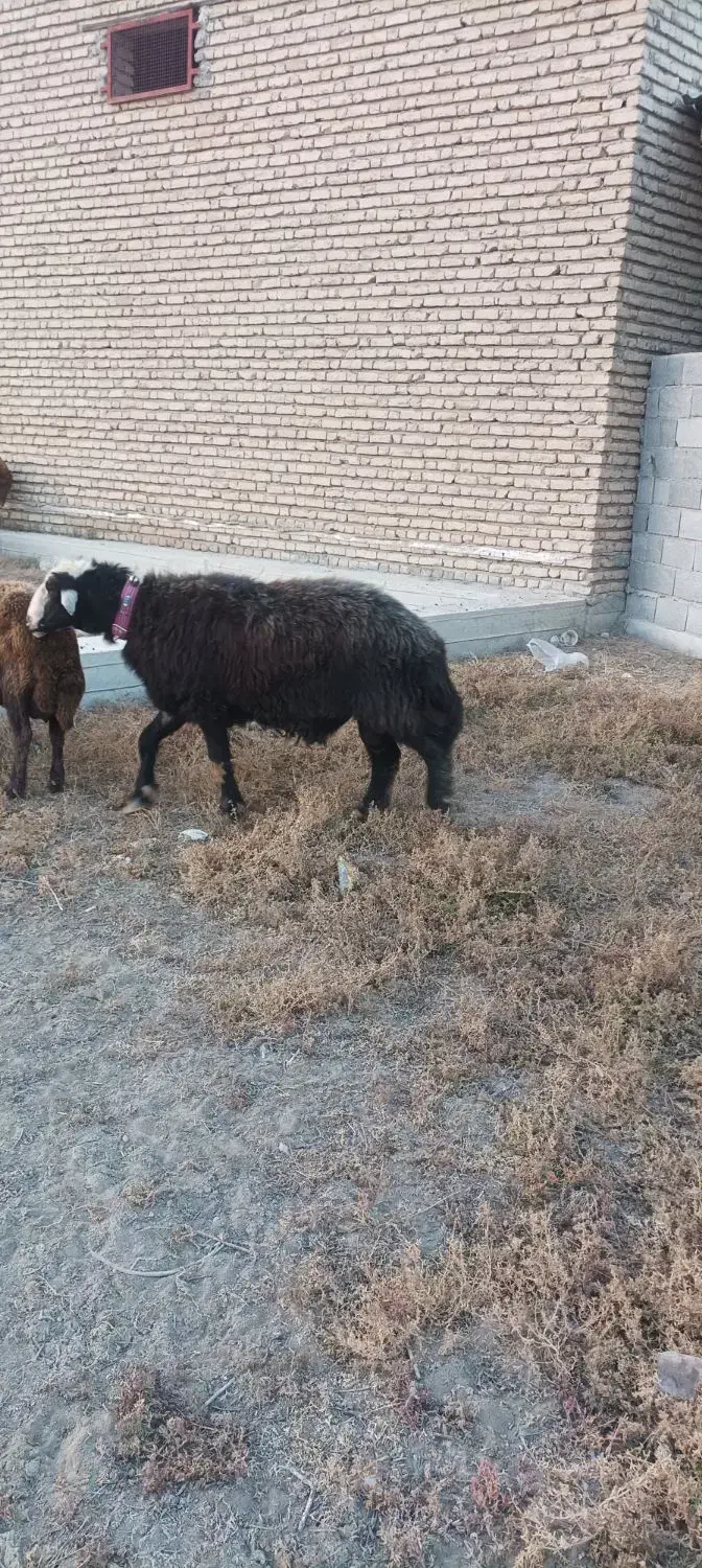 قوچ قره چال|حیوانات مزرعه|گمیشان, |دیوار