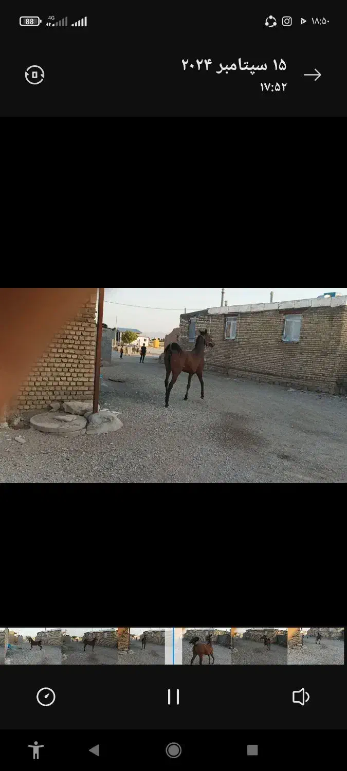 مادیان و نریان کورد|اسب و تجهیزات اسب‌سواری|ماهیدشت, |دیوار