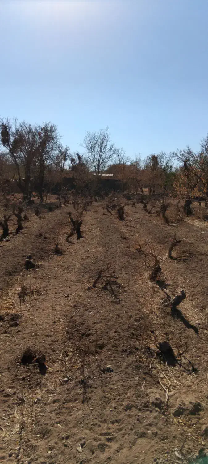 فروش باغ خوش جا با قیمت استثنایی|فروش زمین و ملک کلنگی|بهمن صغاد, |دیوار