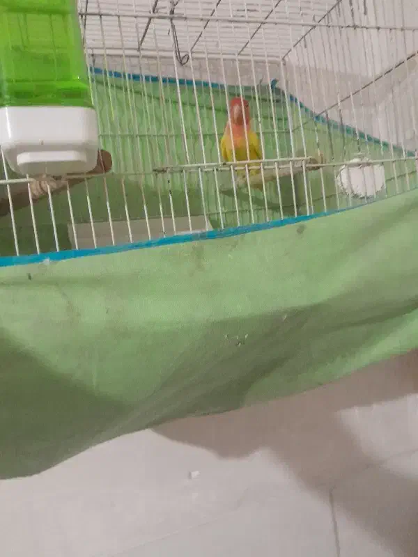 طوطی برزیلی|پرنده|یزد, |دیوار