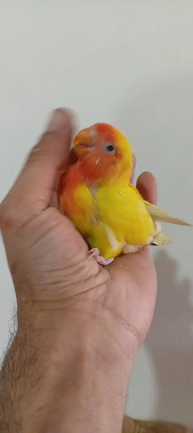 طوطی برزیلی سرلاکی|پرنده|آستارا, |دیوار